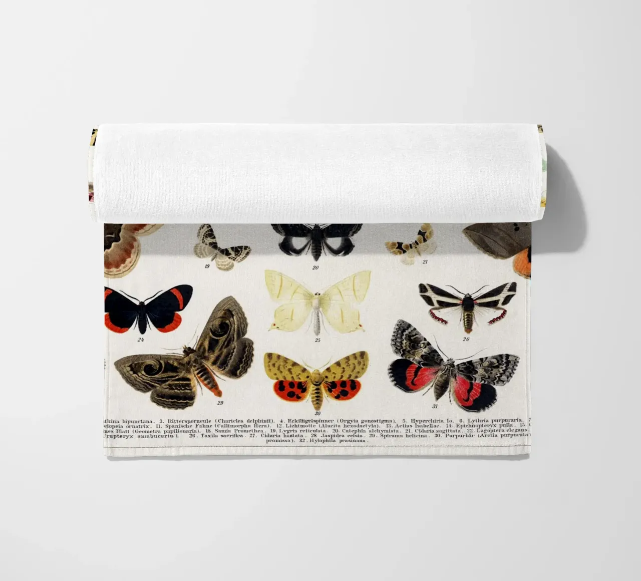 Lithographie ancienne de papillon et de mite Insecte ancien serviette de plage de Venus Art