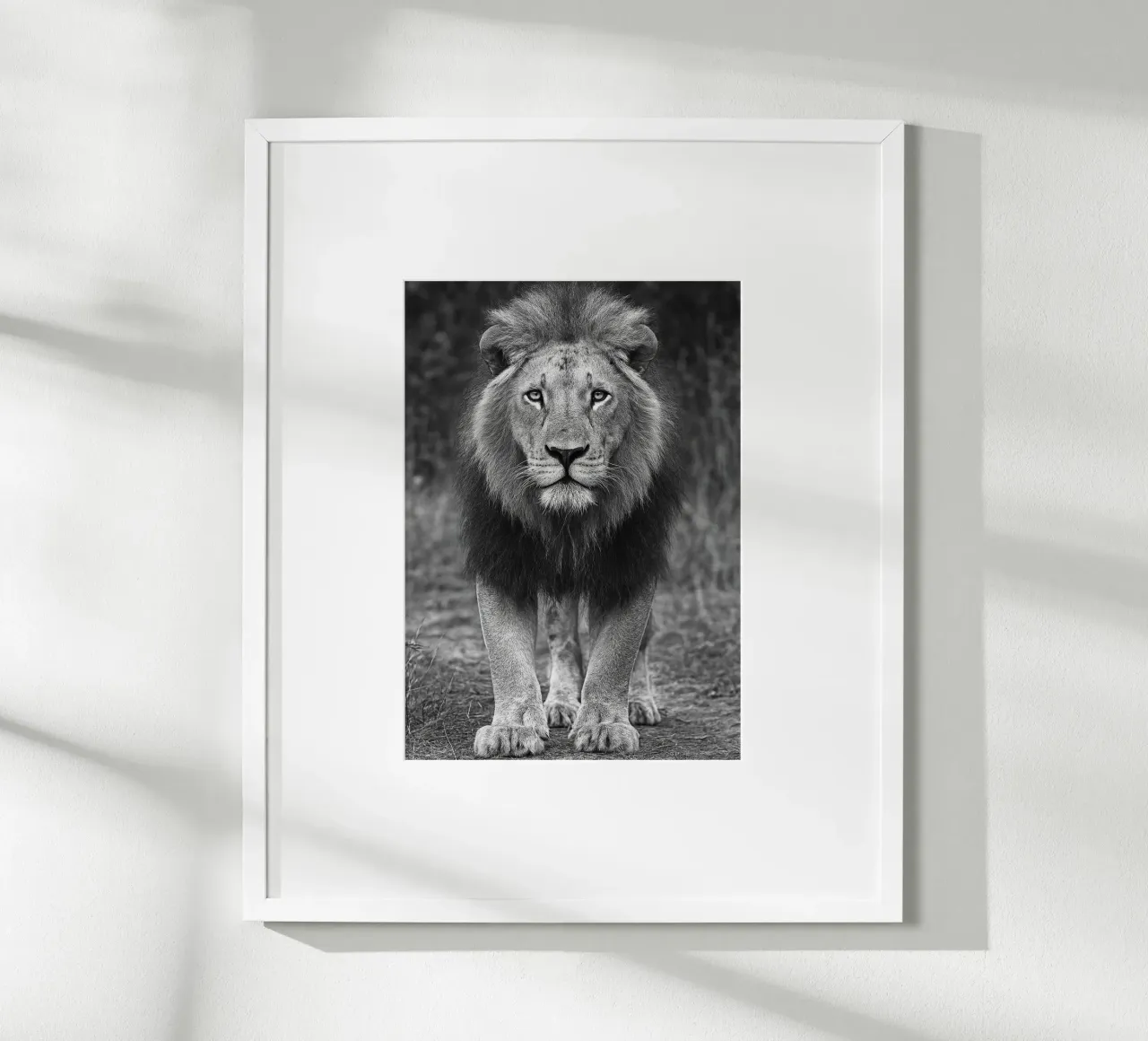 fotografia in bianco e nero con il leone poster con telaio in alluminio da the gunduls