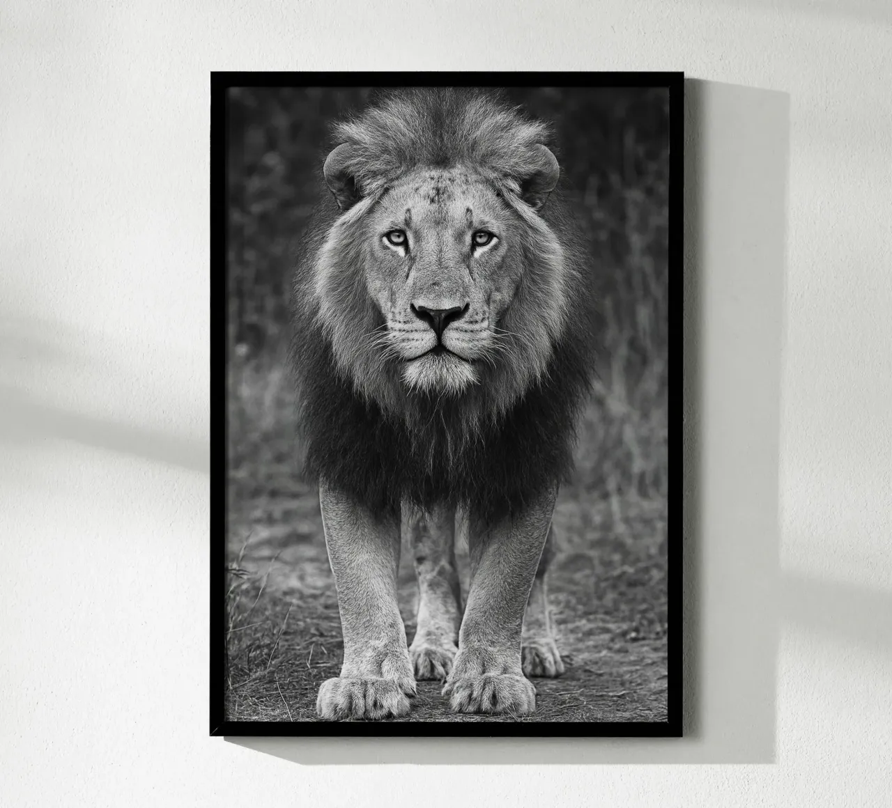 fotografia in bianco e nero con il leone poster con telaio in alluminio da the gunduls