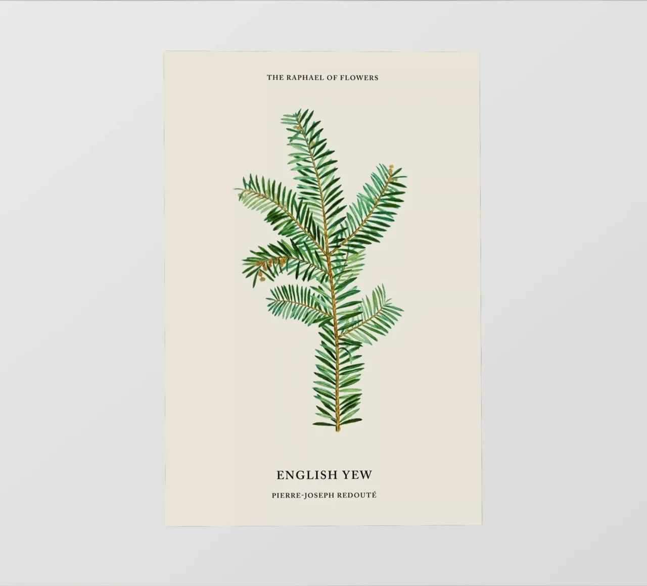 Pierre-Joseph Redouté - English Yew pellicola backlit da Vintage by JUNIQE