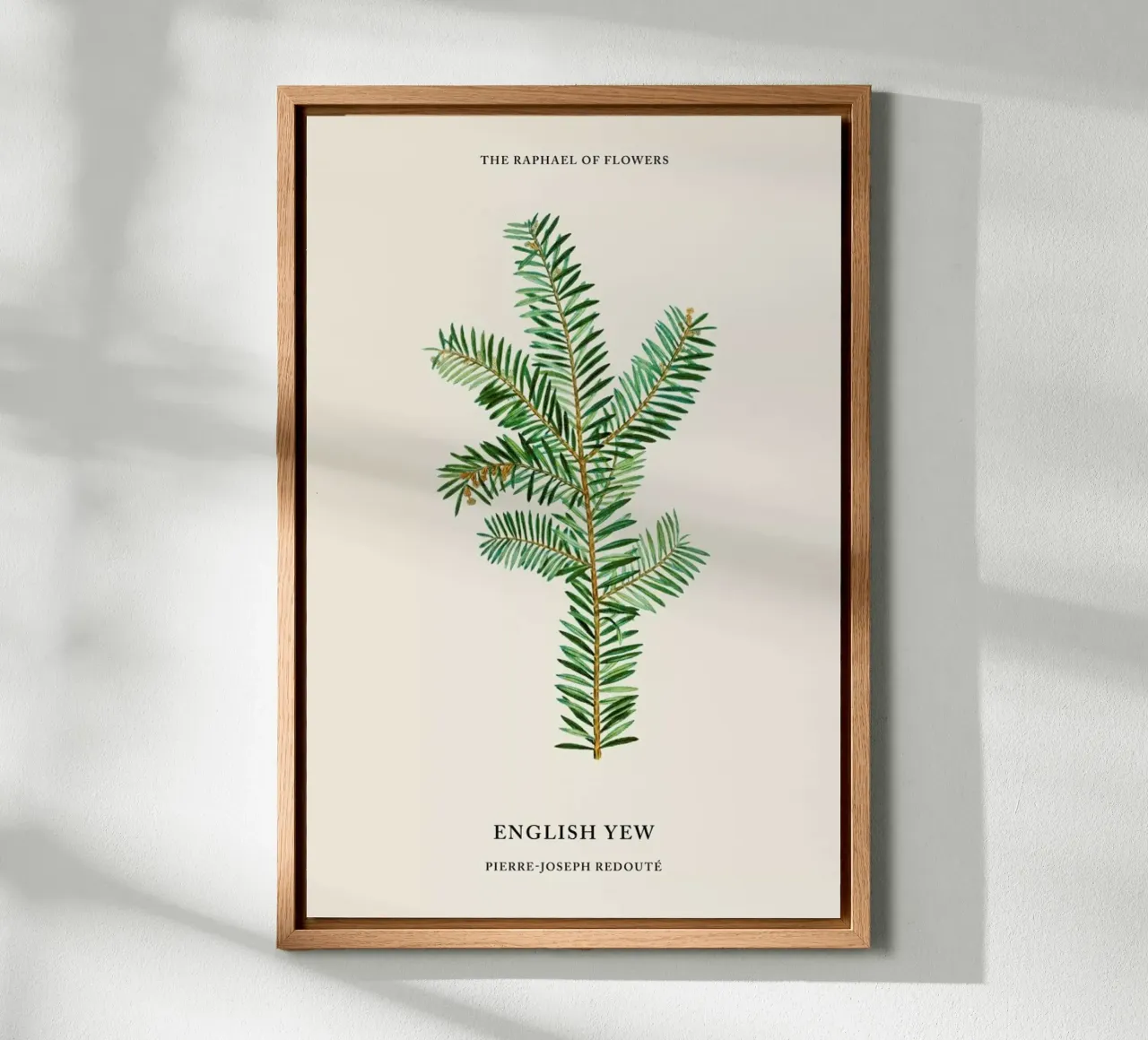 Pierre-Joseph Redouté - English Yew alluminio dibond da Vintage by JUNIQE