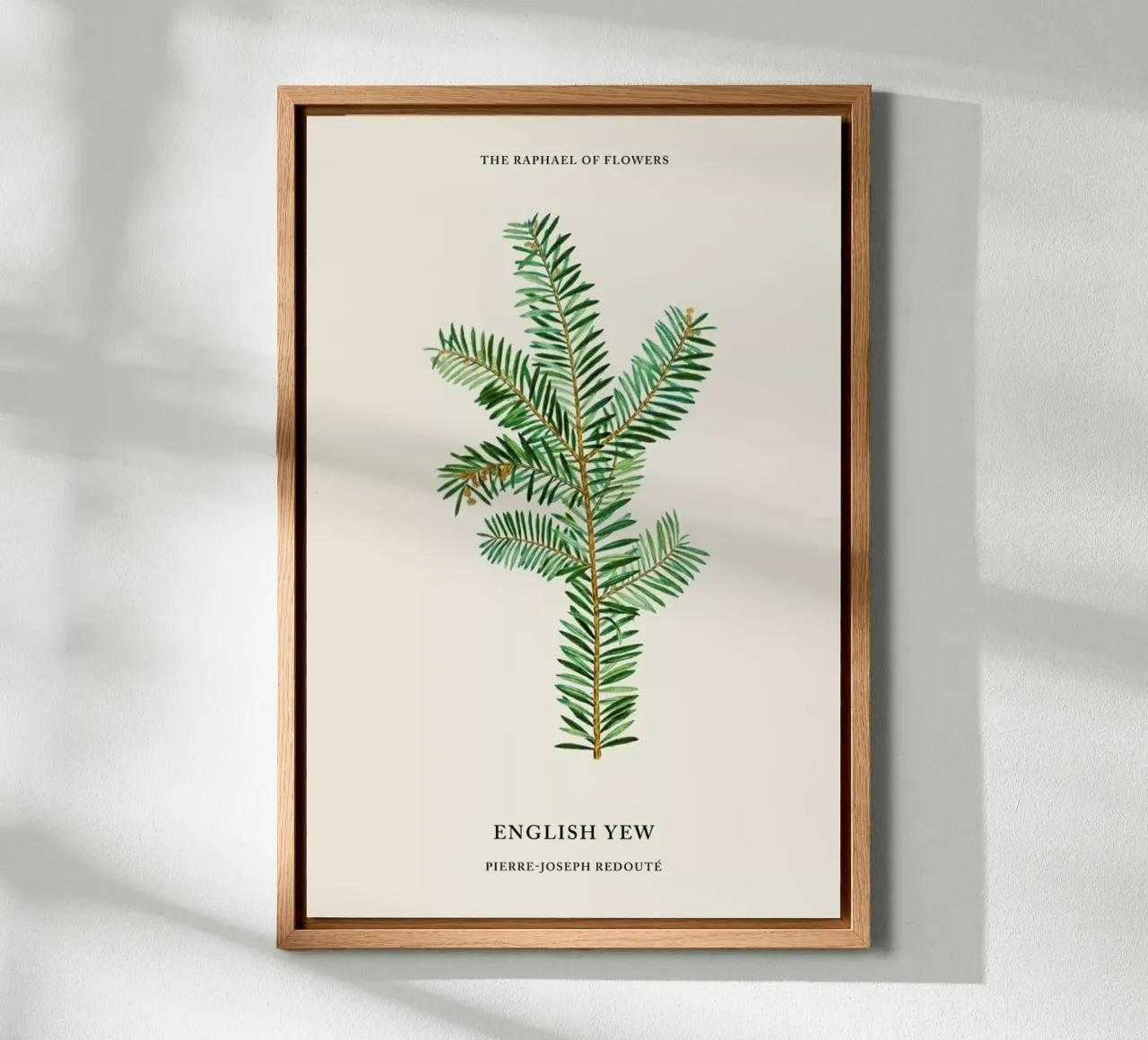 Pierre-Joseph Redouté - English Yew Leinwand mit Schattenfugenrahmen von Vintage by JUNIQE