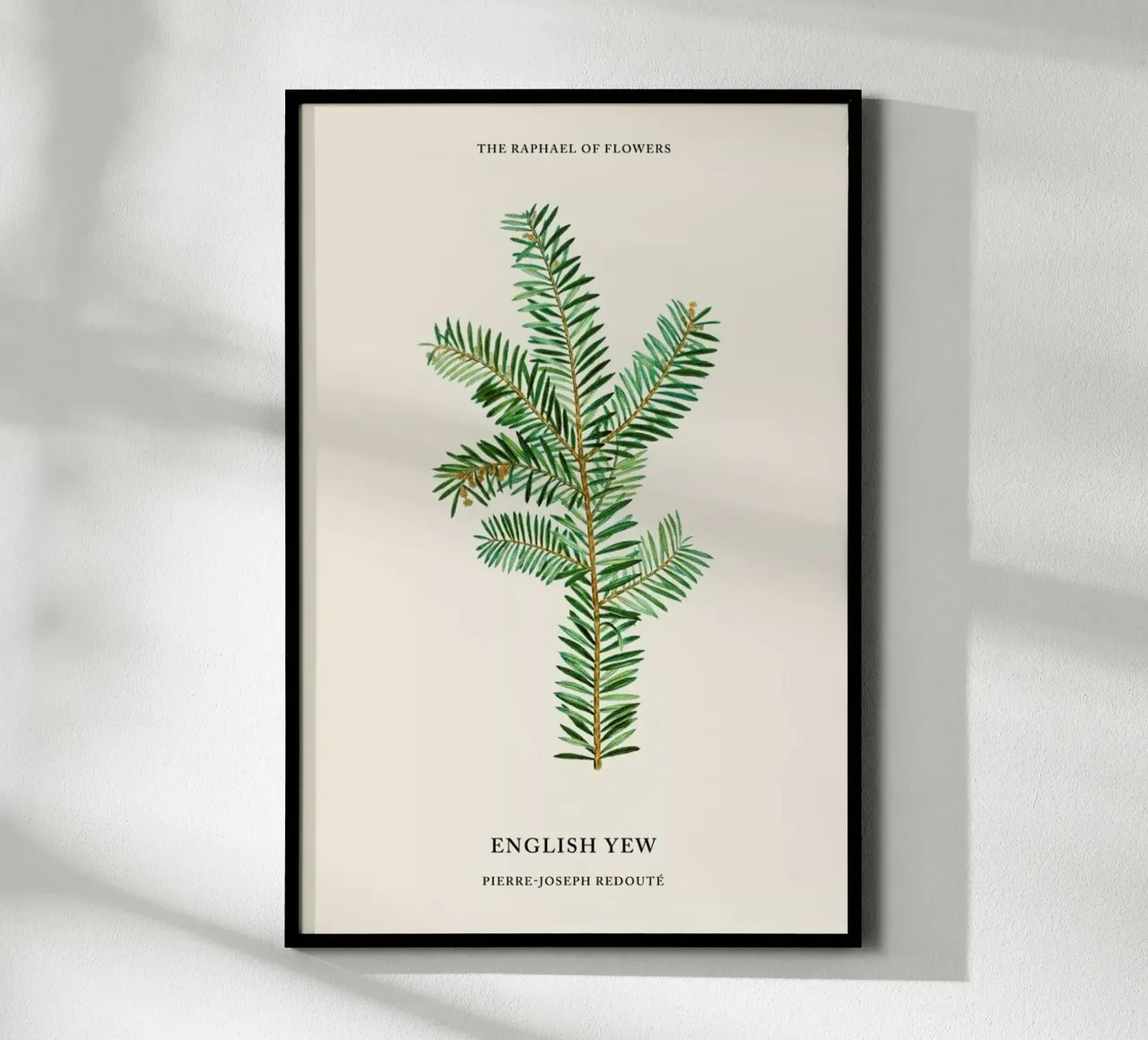 Pierre-Joseph Redouté - English Yew poster con telaio in legno da Vintage by JUNIQE