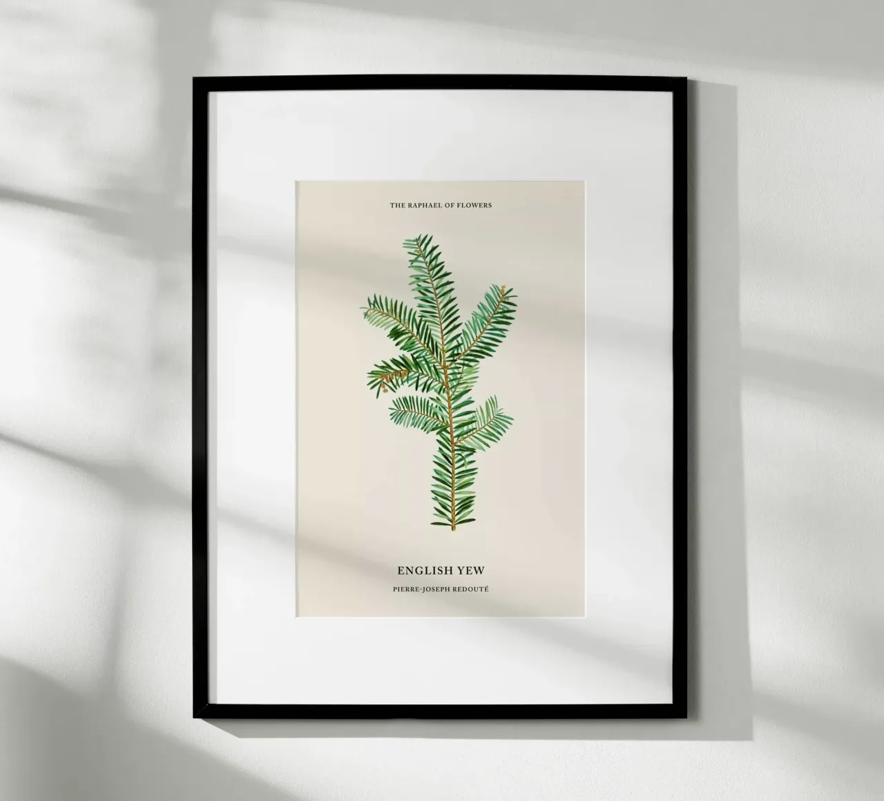 Pierre-Joseph Redouté - English Yew poster con telaio in legno da Vintage by JUNIQE