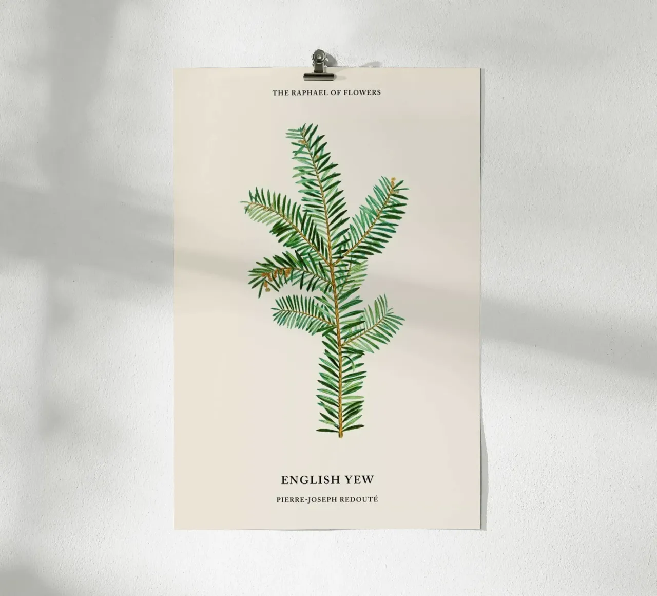 Pierre-Joseph Redouté - English Yew poster con telaio in legno da Vintage by JUNIQE