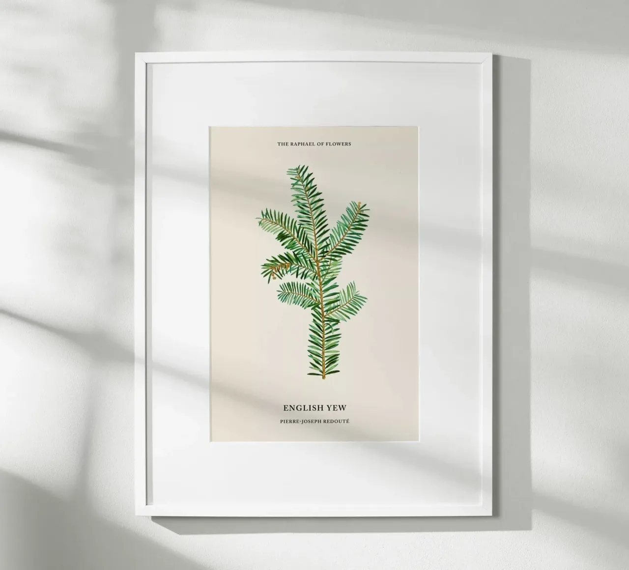 Pierre-Joseph Redouté - English Yew poster con telaio in legno da Vintage by JUNIQE