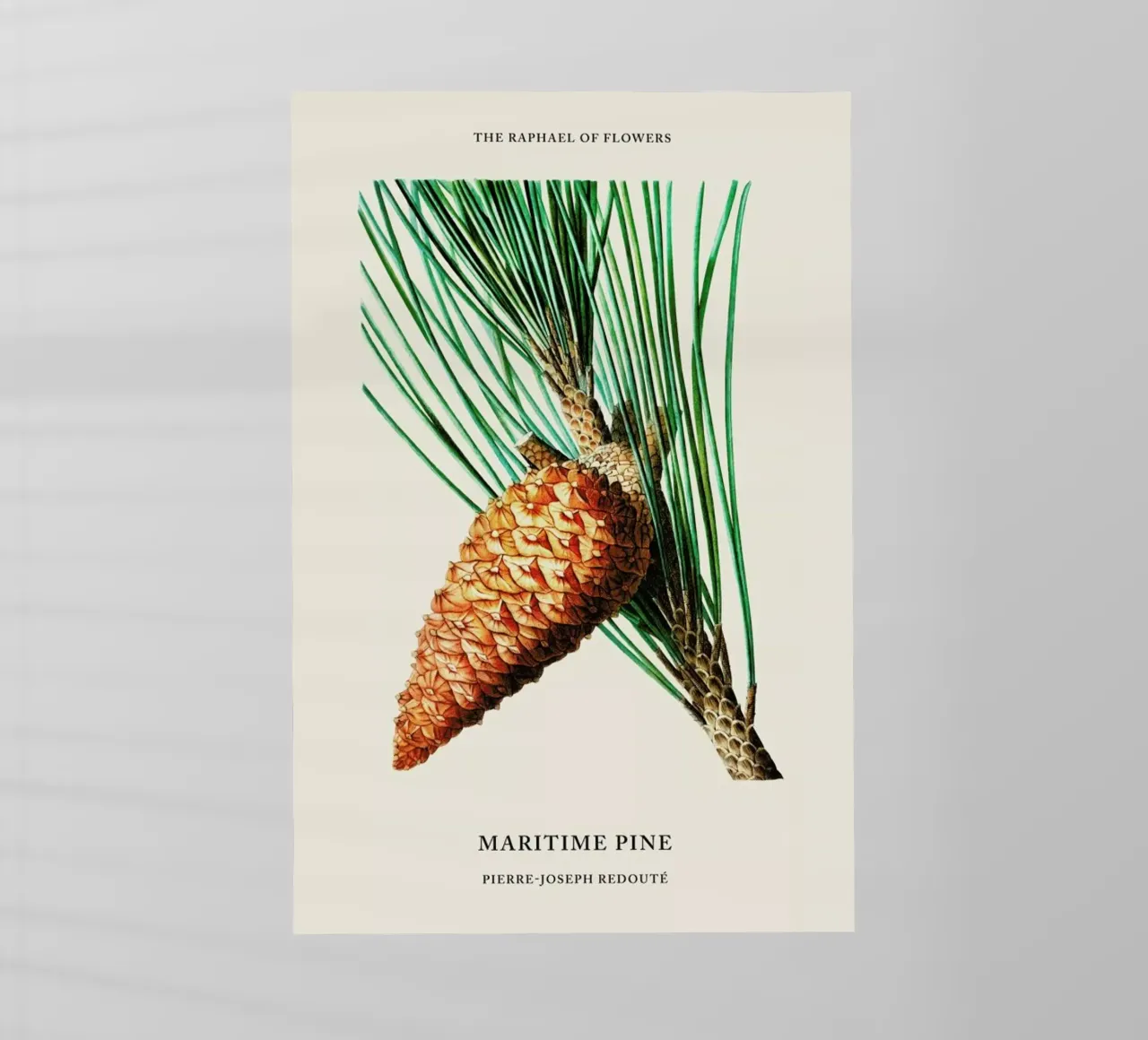 Pierre-Joseph Redouté - Maritime Pine pellicola backlit da Vintage by JUNIQE