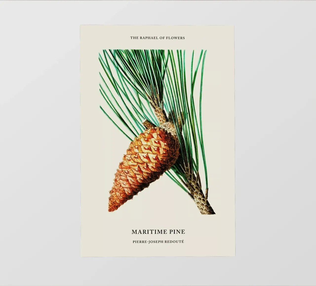 Pierre-Joseph Redouté - Maritime Pine pellicola backlit da Vintage by JUNIQE