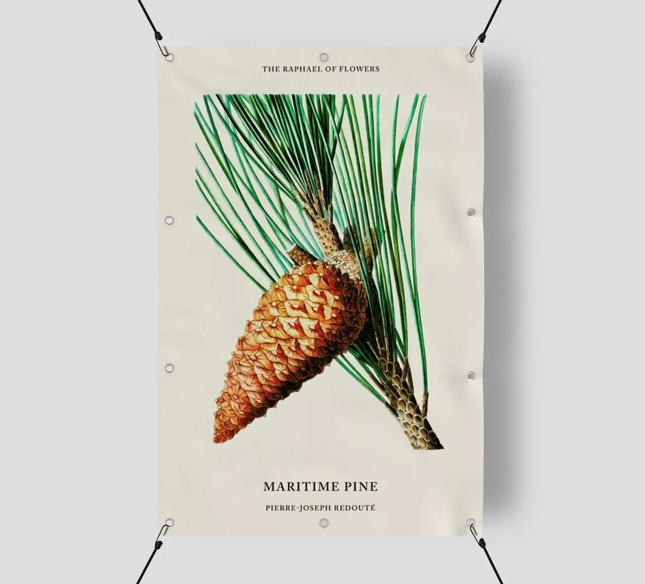 Pierre-Joseph Redouté - Maritime Pine telo in pvc da Vintage by JUNIQE