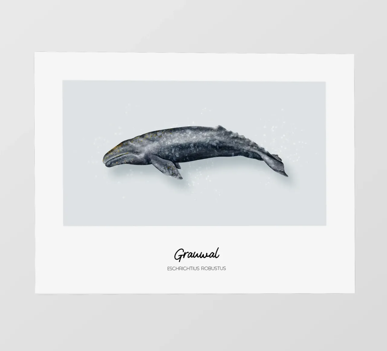 Grauwal - Illustrazione di Wale e Delfine pellicola backlit da Moonlit Illustrations