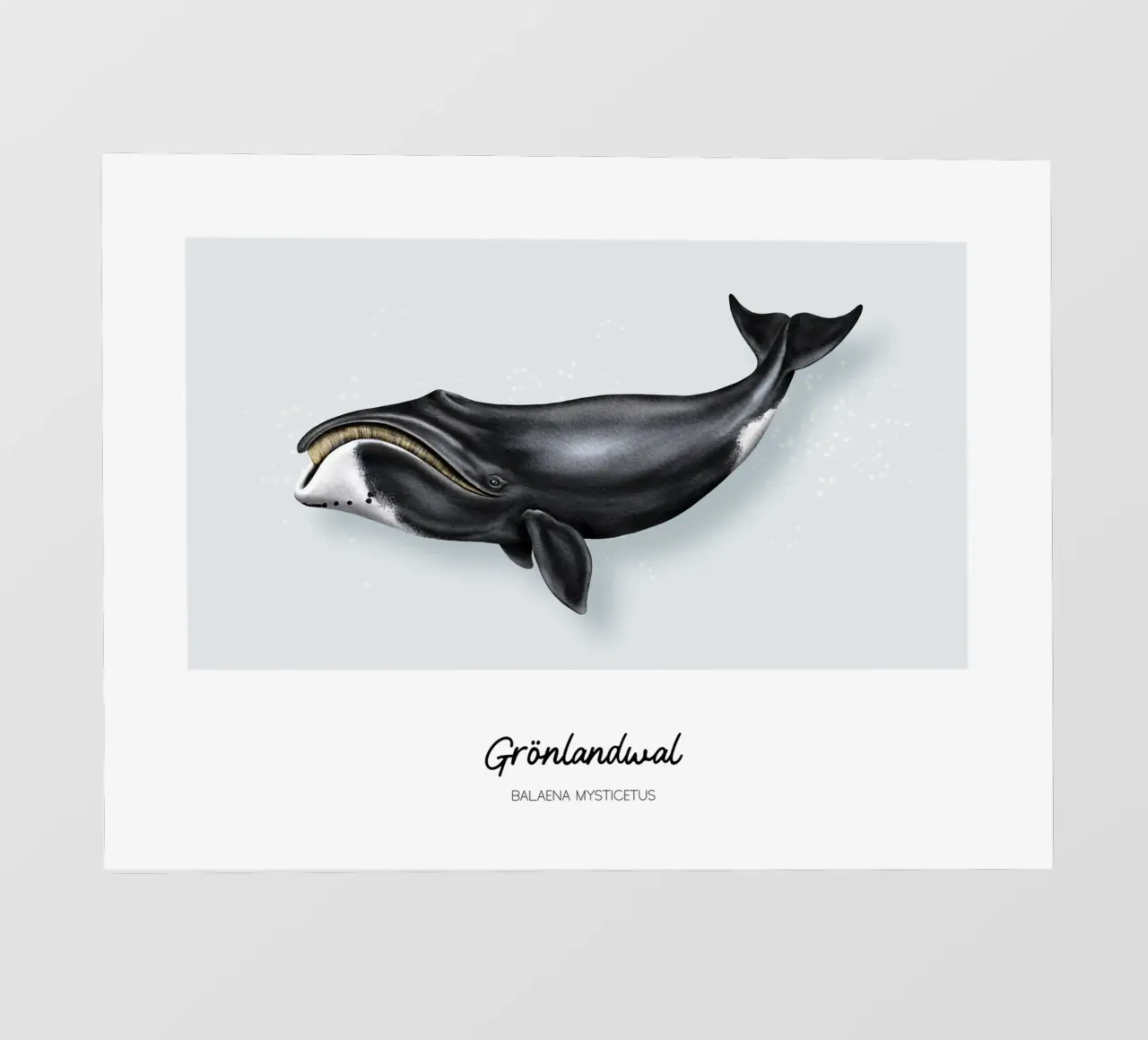 Balena Bowhead - Illustrazione di balene e delfini telo in pvc da Moonlit Illustrations