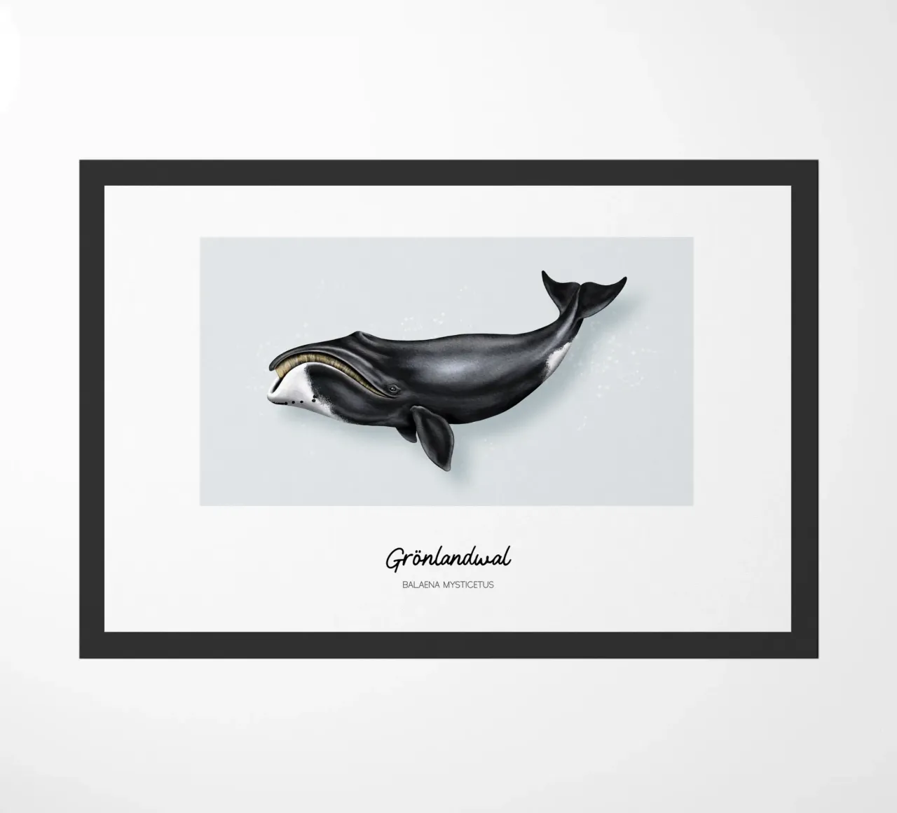 Balena Bowhead - Illustrazione di balene e delfini zerbino da Moonlit Illustrations