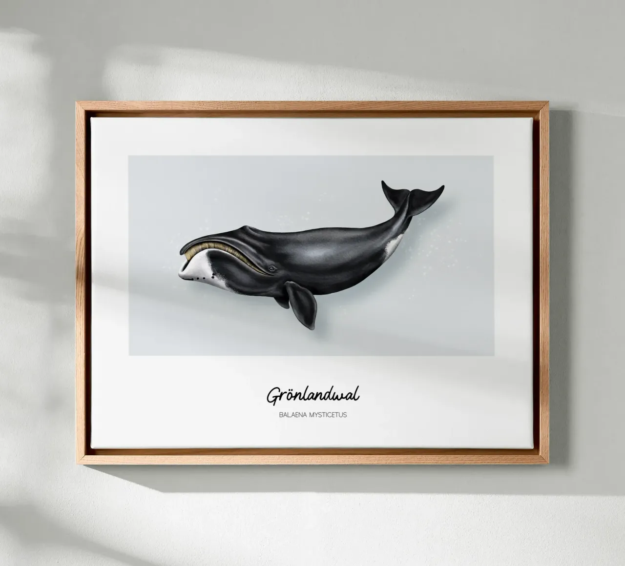 Groenlandse walvis - Illustratie van walvissen en dolfijnen canvas met Baklijst van Moonlit Illustrations