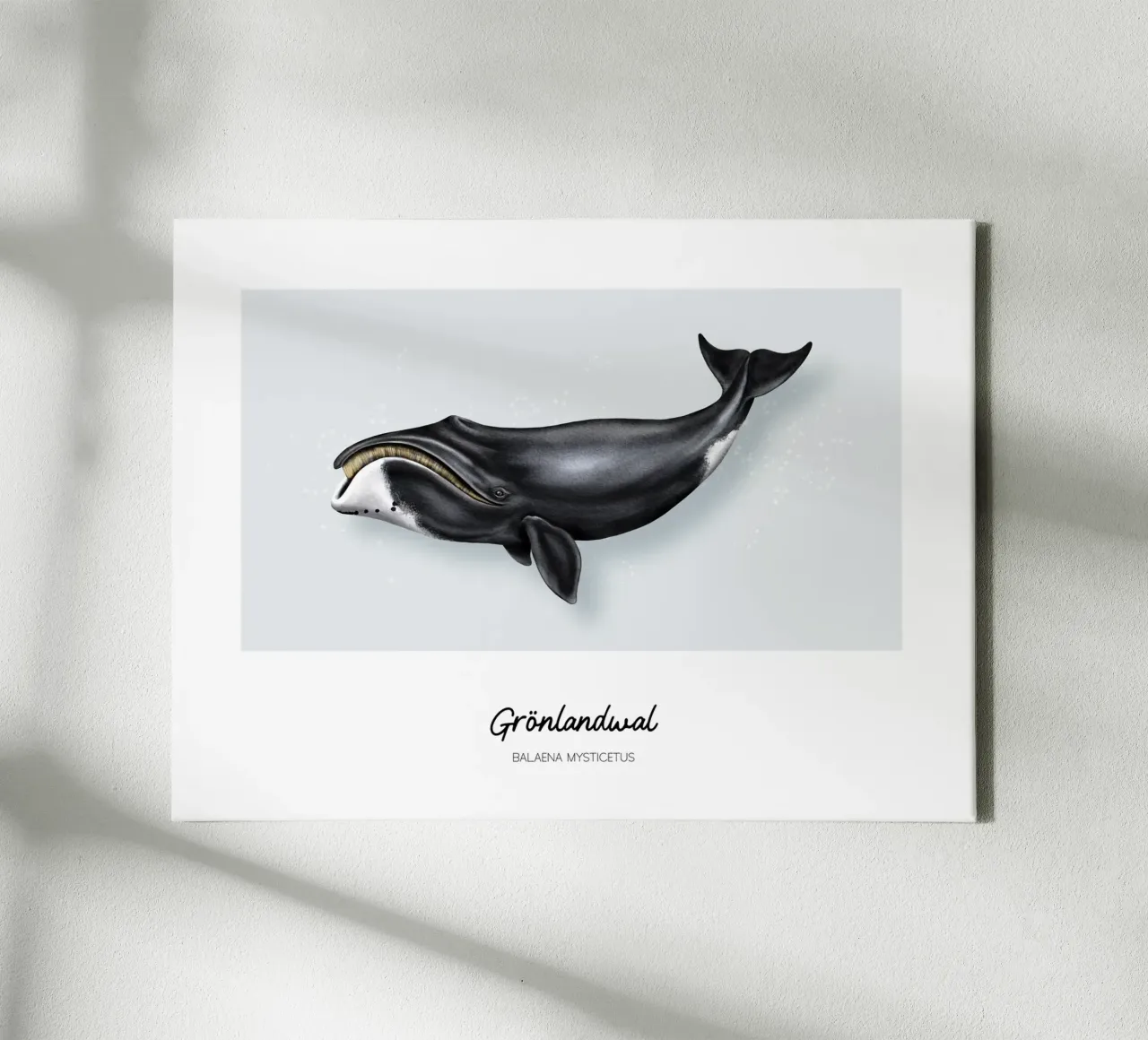Groenlandse walvis - Illustratie van walvissen en dolfijnen canvas met Baklijst van Moonlit Illustrations