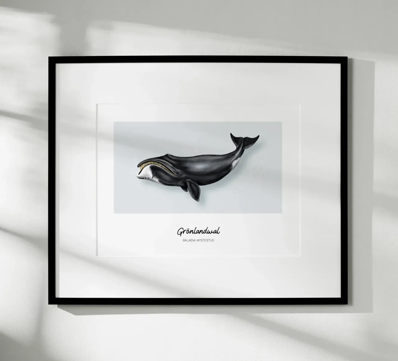 Balena Bowhead - Illustrazione di balene e delfini carta hahnemühle da Moonlit Illustrations