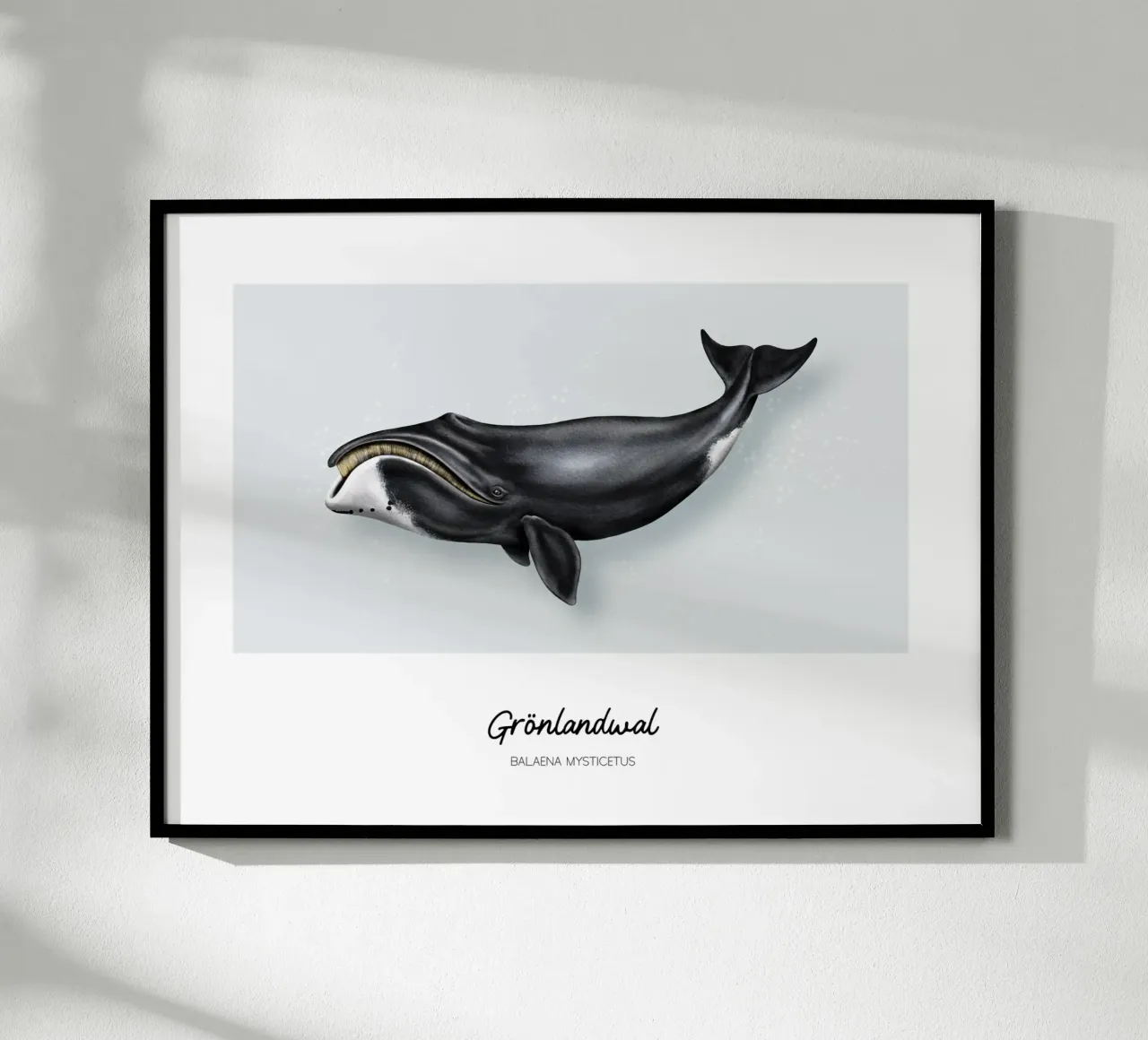 Balena Bowhead - Illustrazione di balene e delfini carta hahnemühle da Moonlit Illustrations