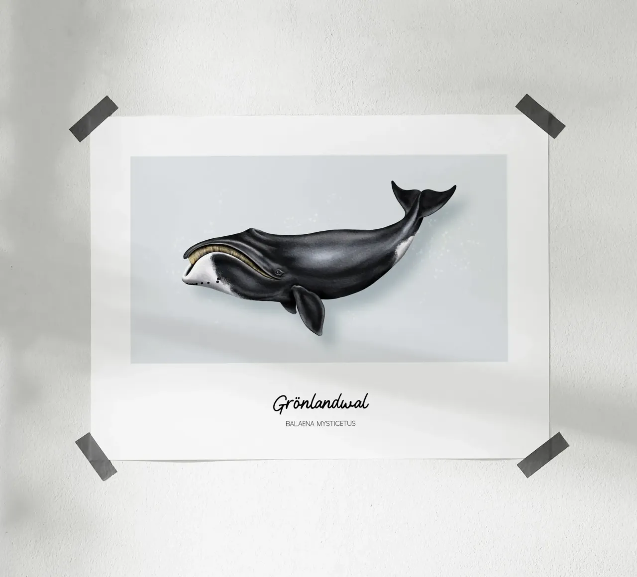 Balena Bowhead - Illustrazione di balene e delfini carta hahnemühle da Moonlit Illustrations