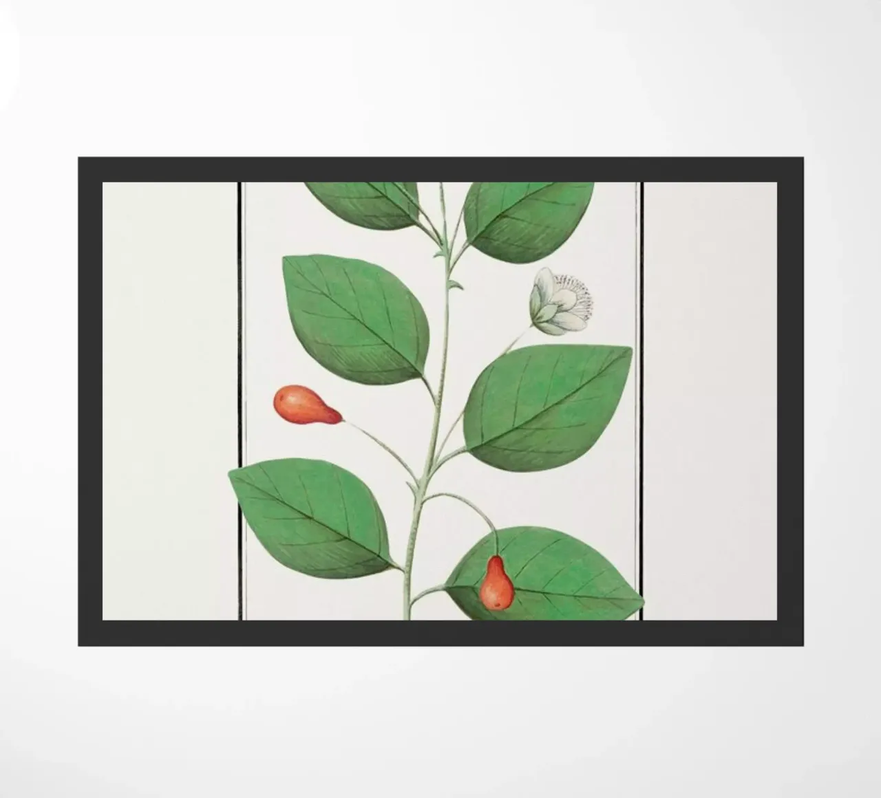 Anselmus Boëtius de Boodt - Myrtle zerbino da Vintage by JUNIQE