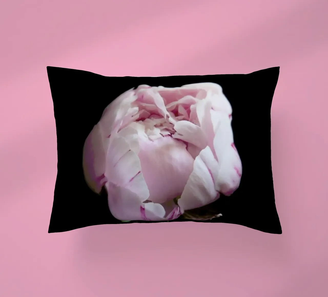 Rosa Centifolia decorative cushion by Studio One