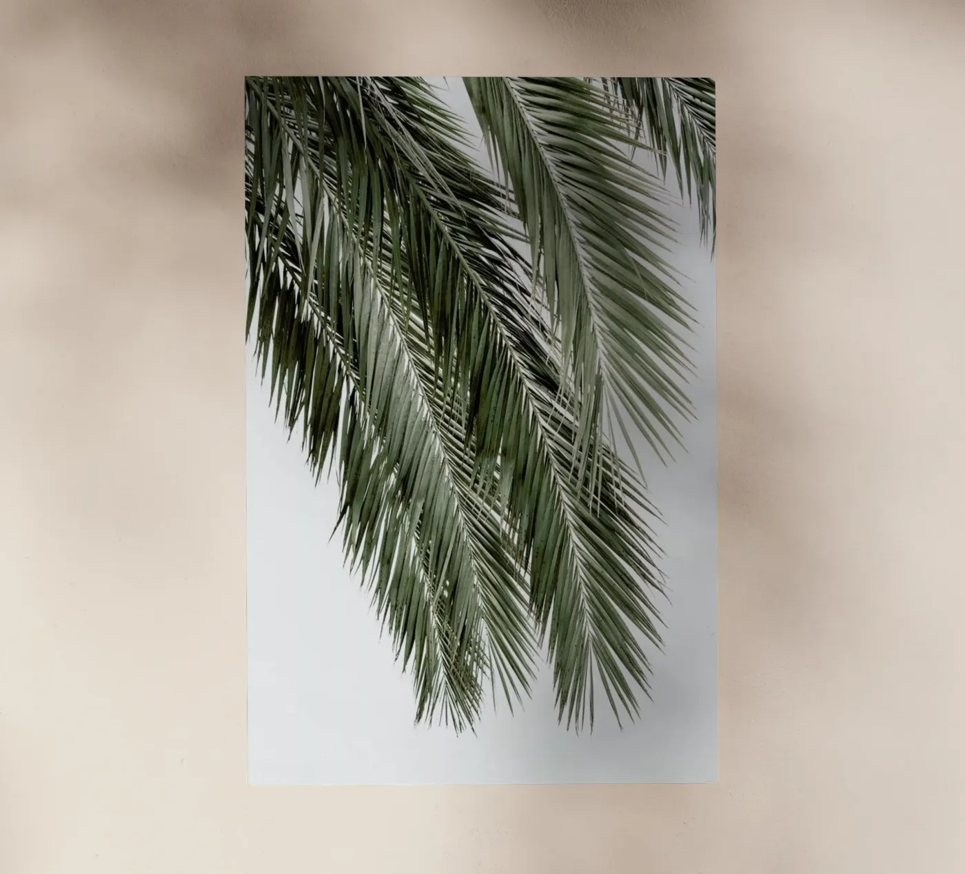 Palms pellicola backlit da Victoria Frost