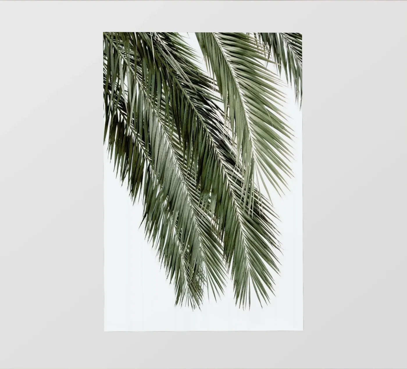 Palms pellicola backlit da Victoria Frost