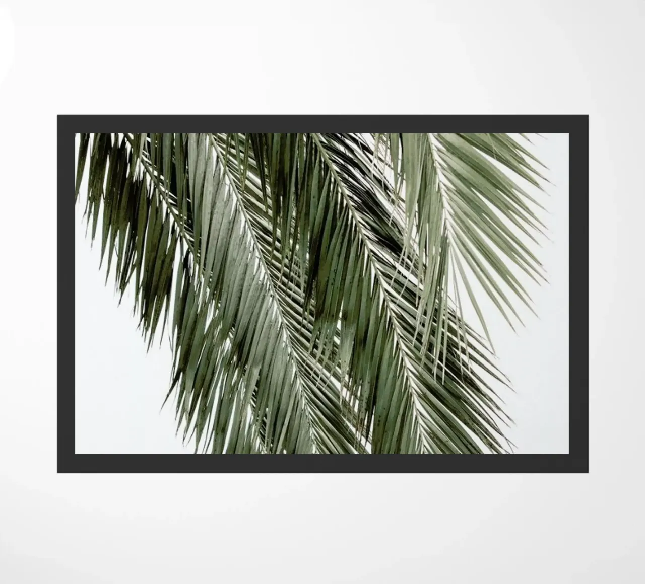 Palms zerbino da Victoria Frost