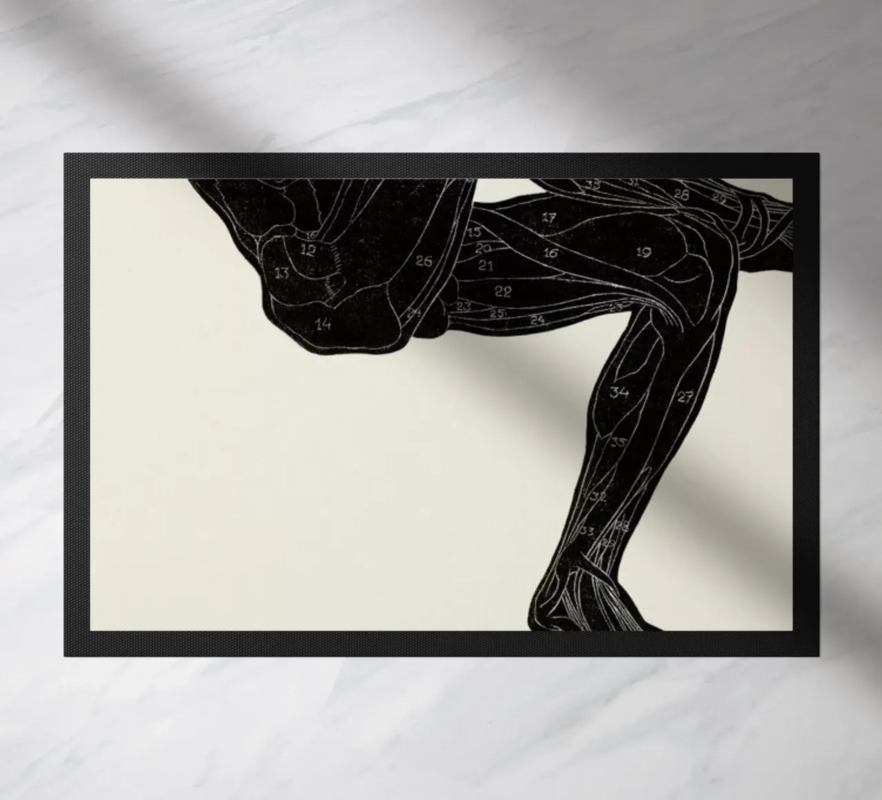 Stolk - Anatomical Study of a Man's Leg and Arm Muscles zerbino da Vintage by JUNIQE