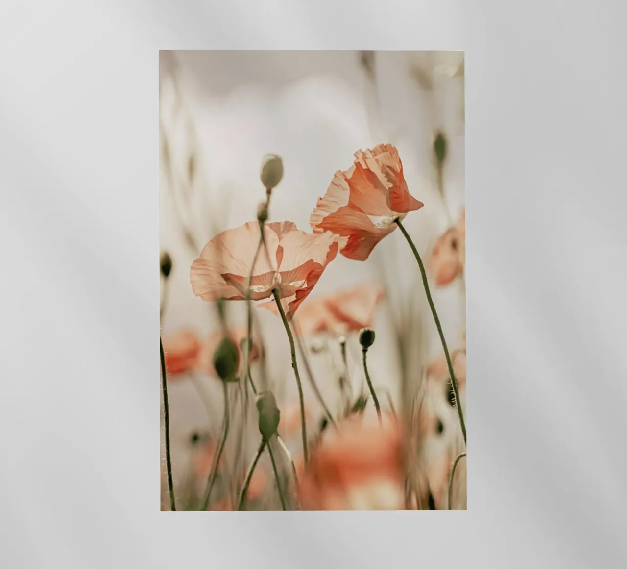 Sunkissed Flowers 1 pellicola backlit da Monika Strigel