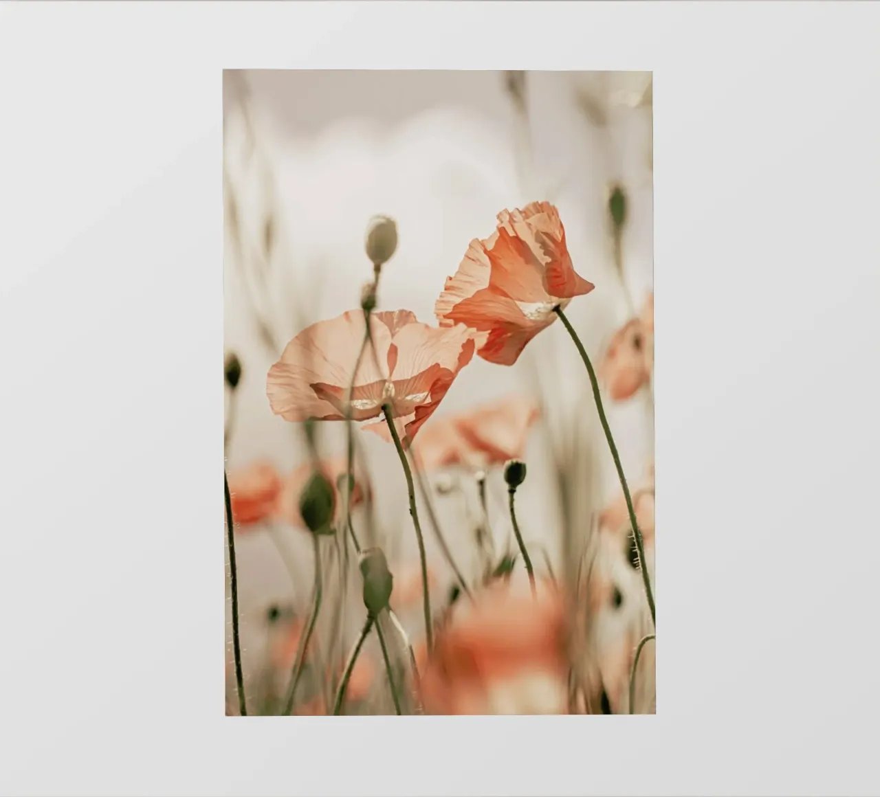 Sunkissed Flowers 1 pellicola backlit da Monika Strigel