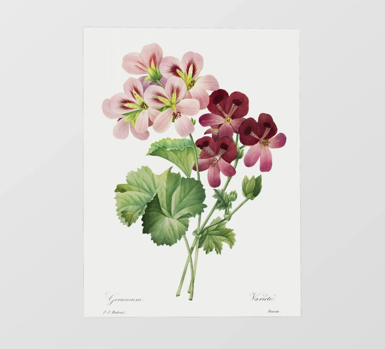 Geranio (1827) Henry Joseph Redouté telo in pvc da Pretty Flowers Vintage Botanicals