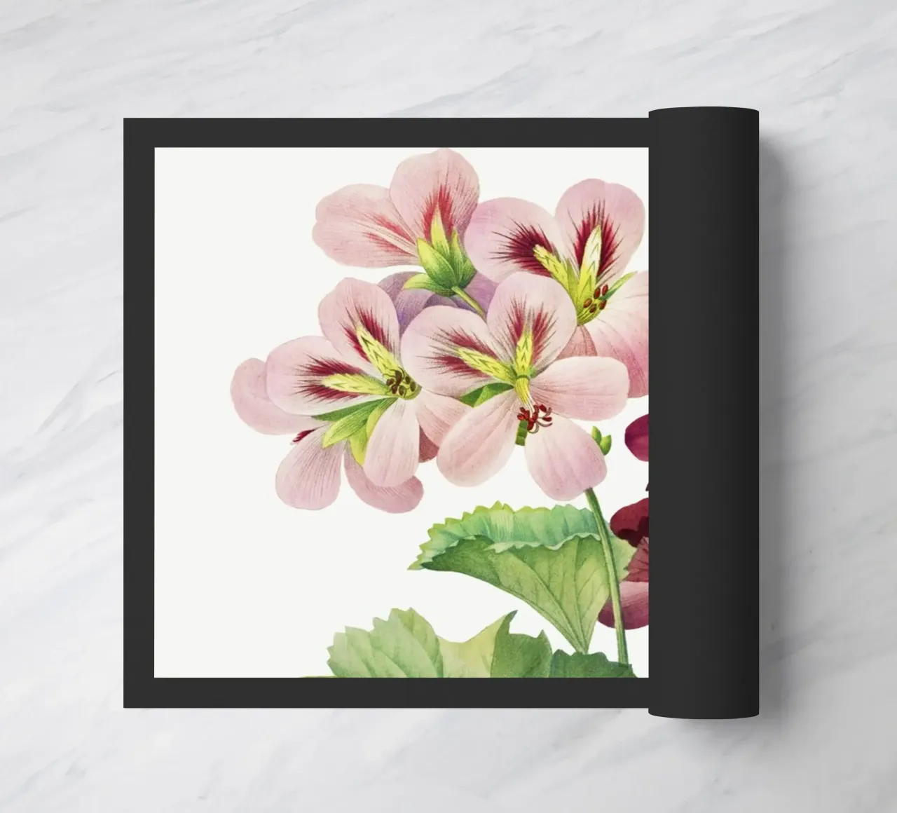 Geranio (1827) Henry Joseph Redouté zerbino da Pretty Flowers Vintage Botanicals