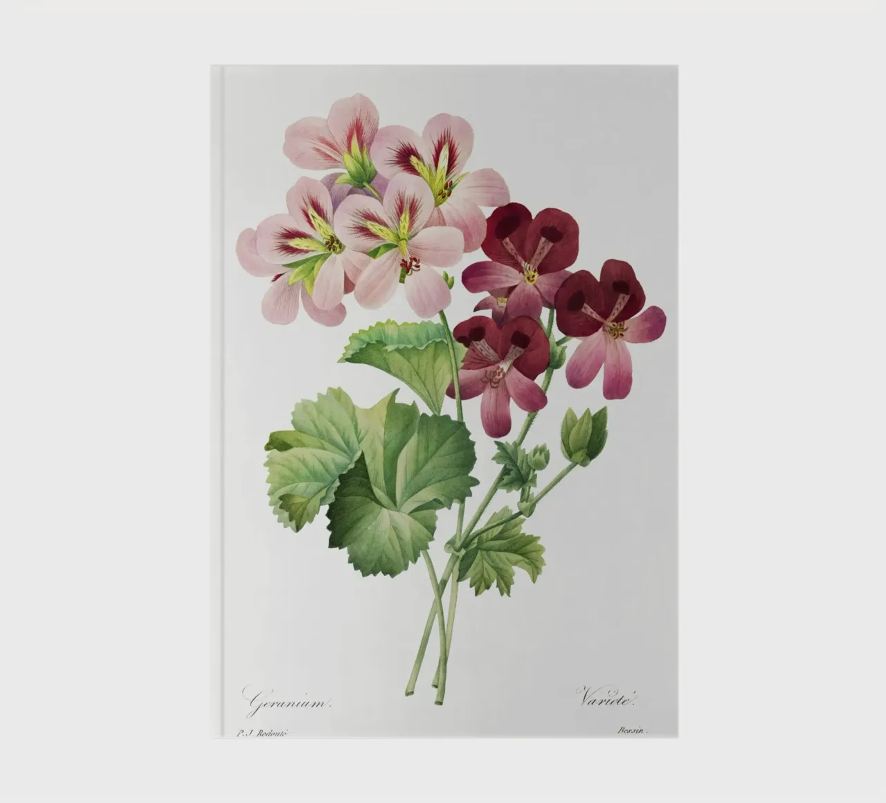 Geranio (1827) Henry Joseph Redouté diario da Pretty Flowers Vintage Botanicals