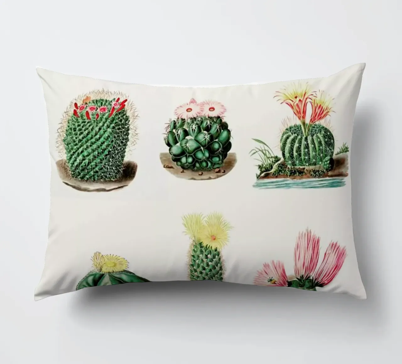 Cacti by Charles Antoine Lemaire cuscino da Flora & Fauna