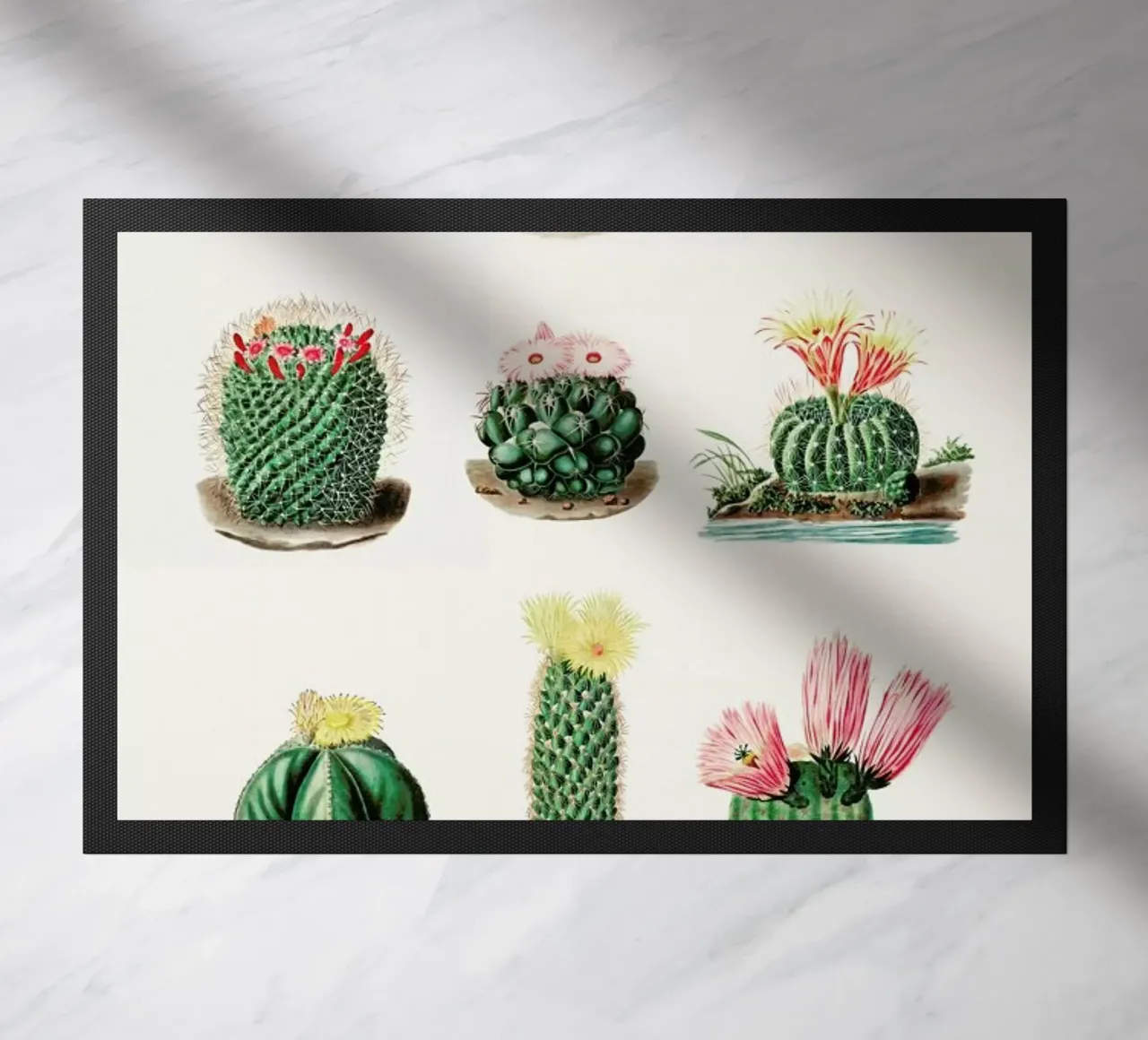 Cacti by Charles Antoine Lemaire zerbino da Flora & Fauna