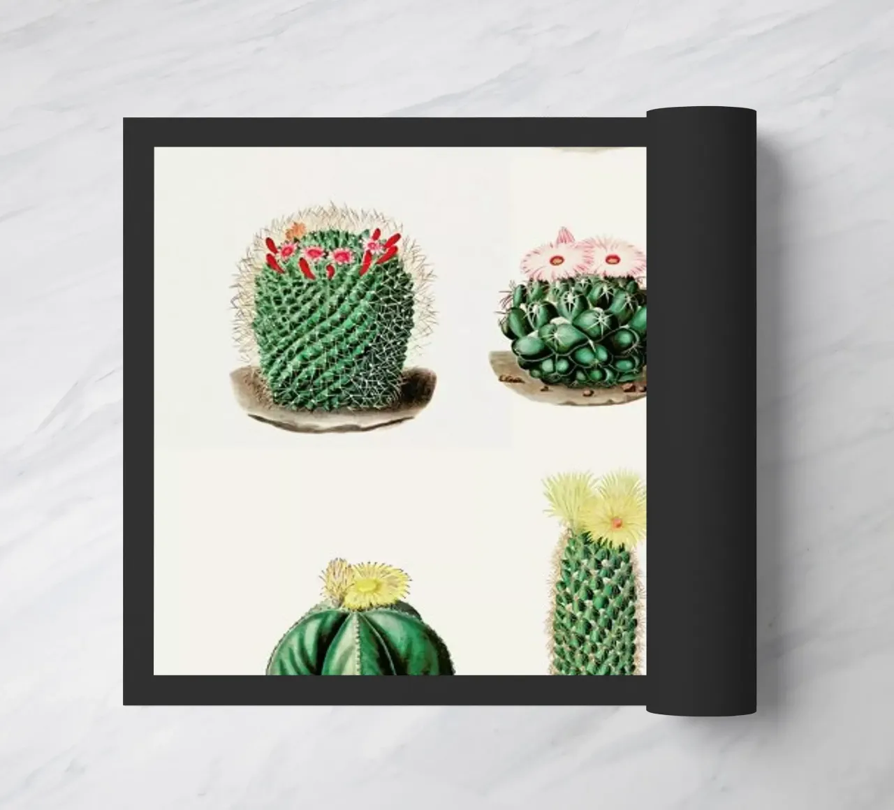 Cacti by Charles Antoine Lemaire zerbino da Flora & Fauna