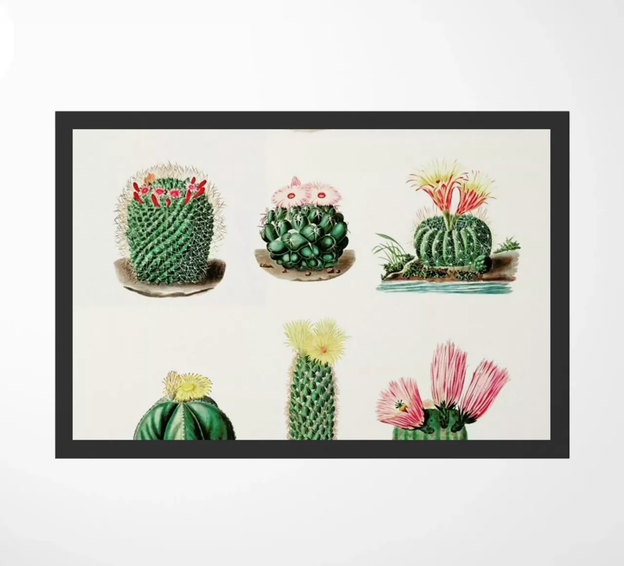 Cacti by Charles Antoine Lemaire zerbino da Flora & Fauna