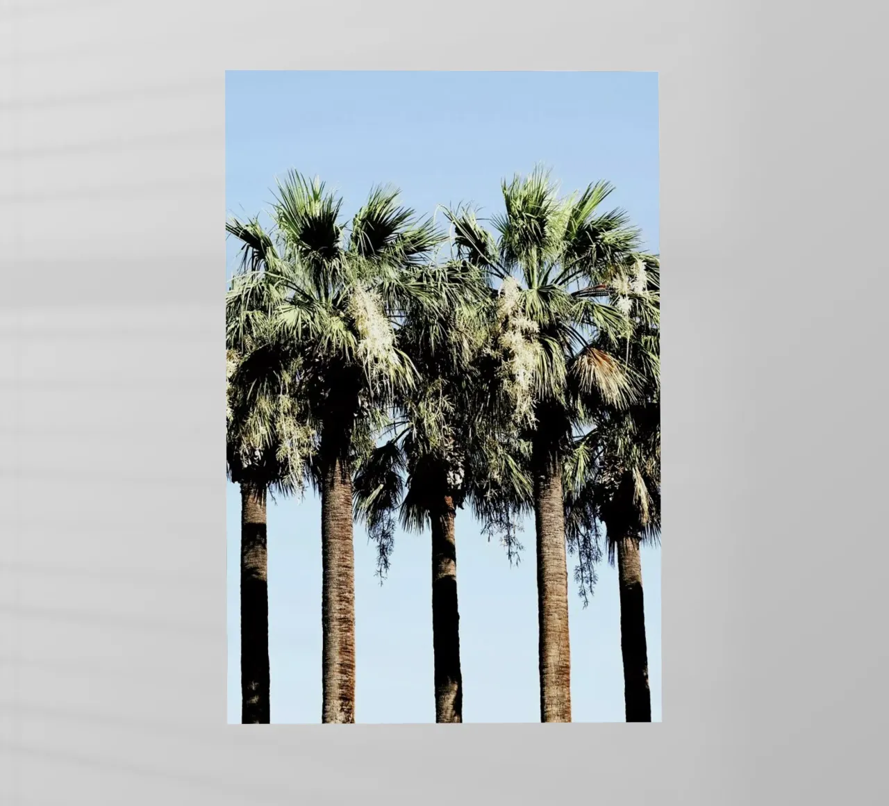 Geoffs Palm Trees pellicola backlit da Babett Schultze