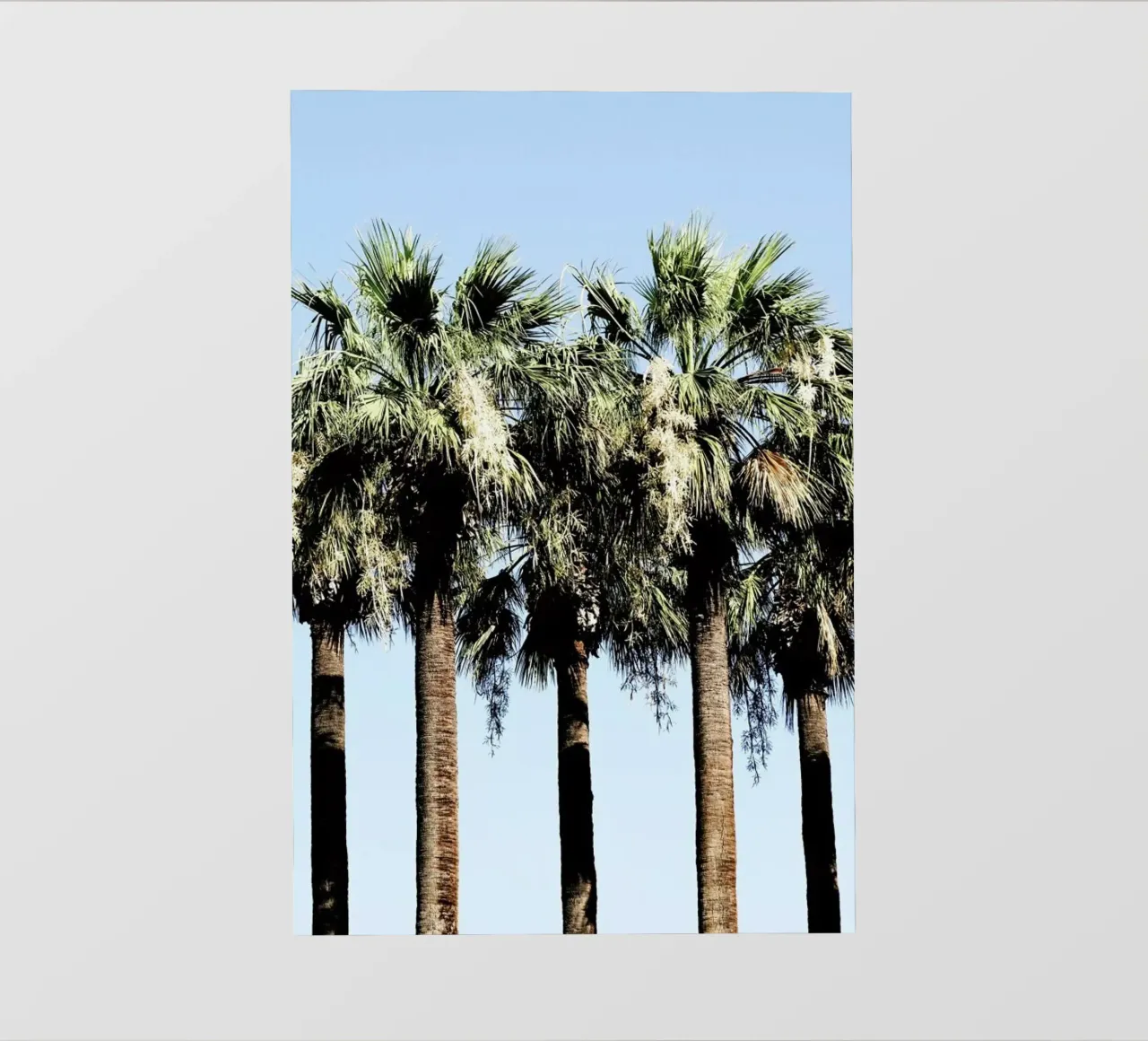 Geoffs Palm Trees pellicola backlit da Babett Schultze