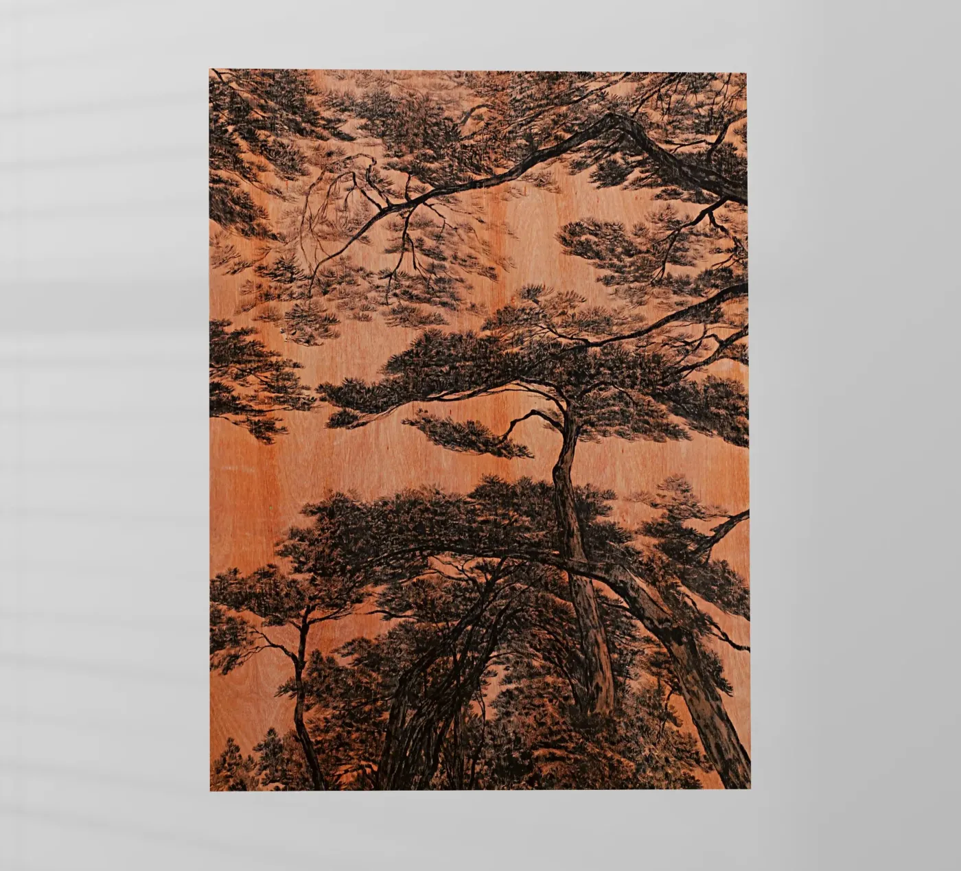 pineta pellicola backlit da Soyoung Kwon