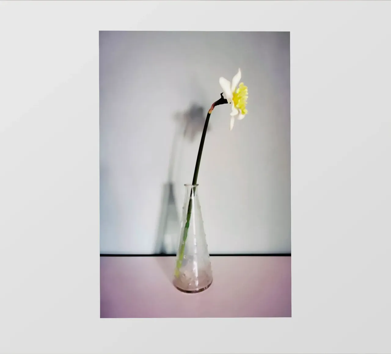 Narciso 14 telo in pvc da Angelo Cerantola