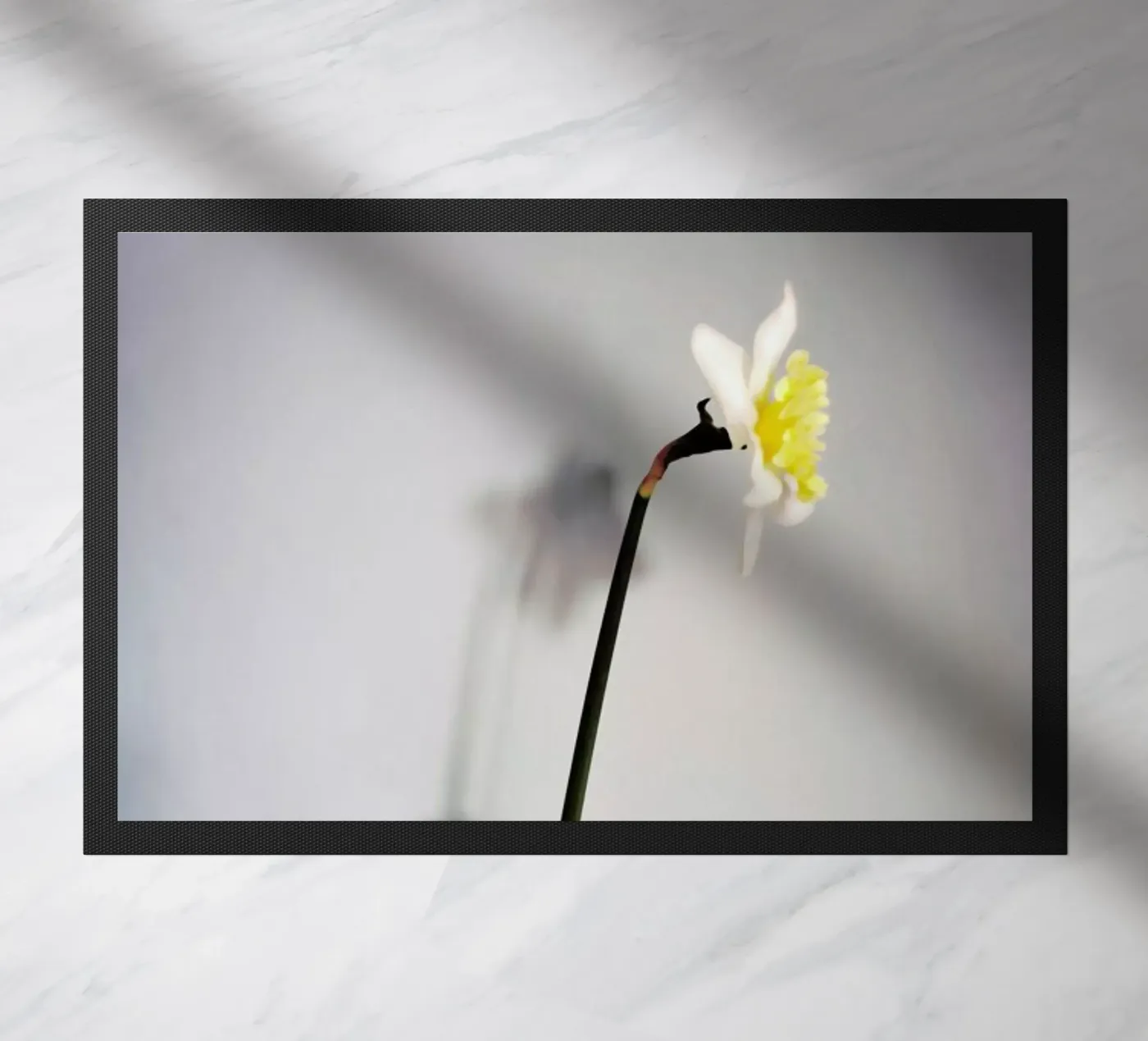 Narciso 14 zerbino da Angelo Cerantola