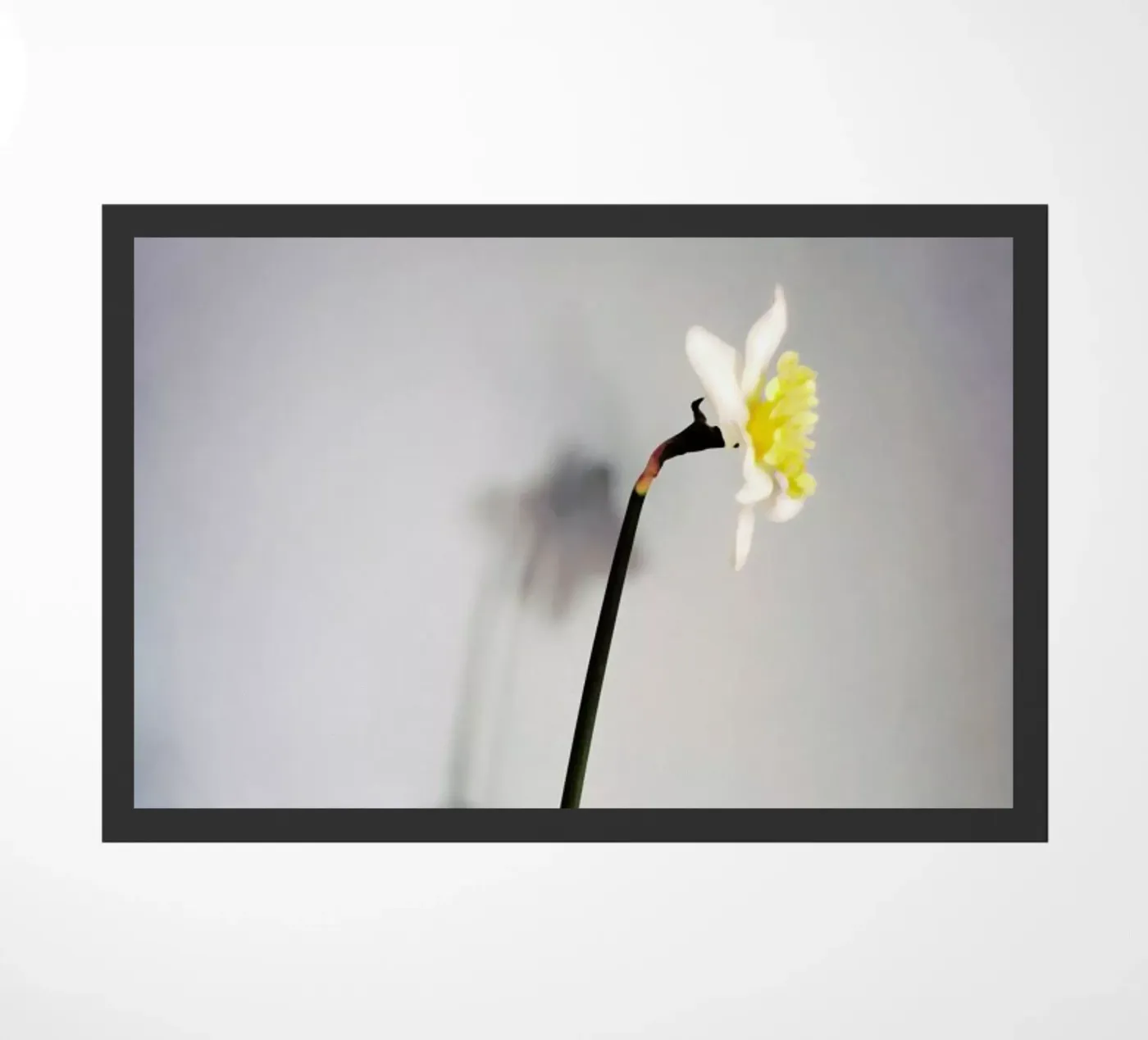 Narciso 14 zerbino da Angelo Cerantola