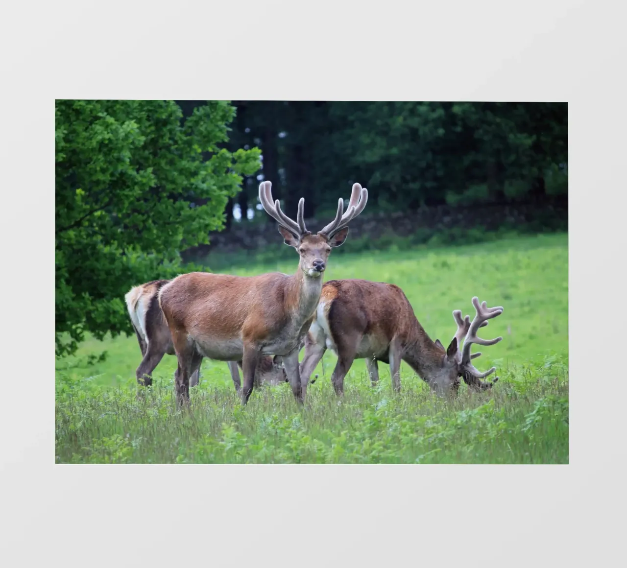 Cervi al pascolo in un prato telo in pvc da Jack C Photography
