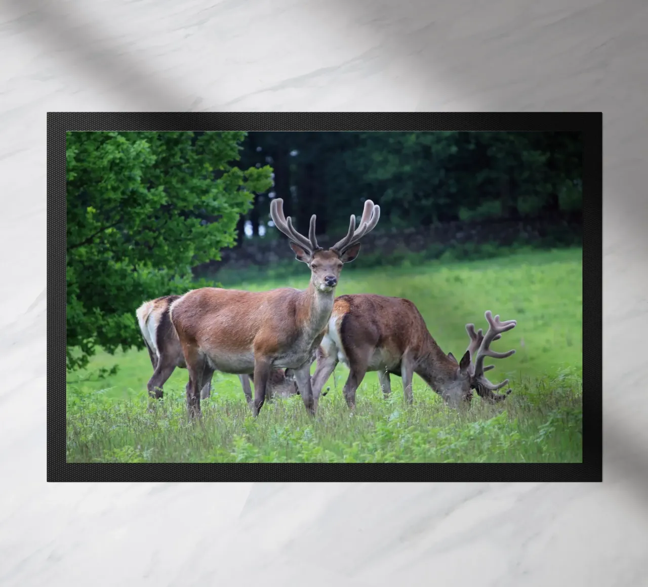 Cervi al pascolo in un prato zerbino da Jack C Photography