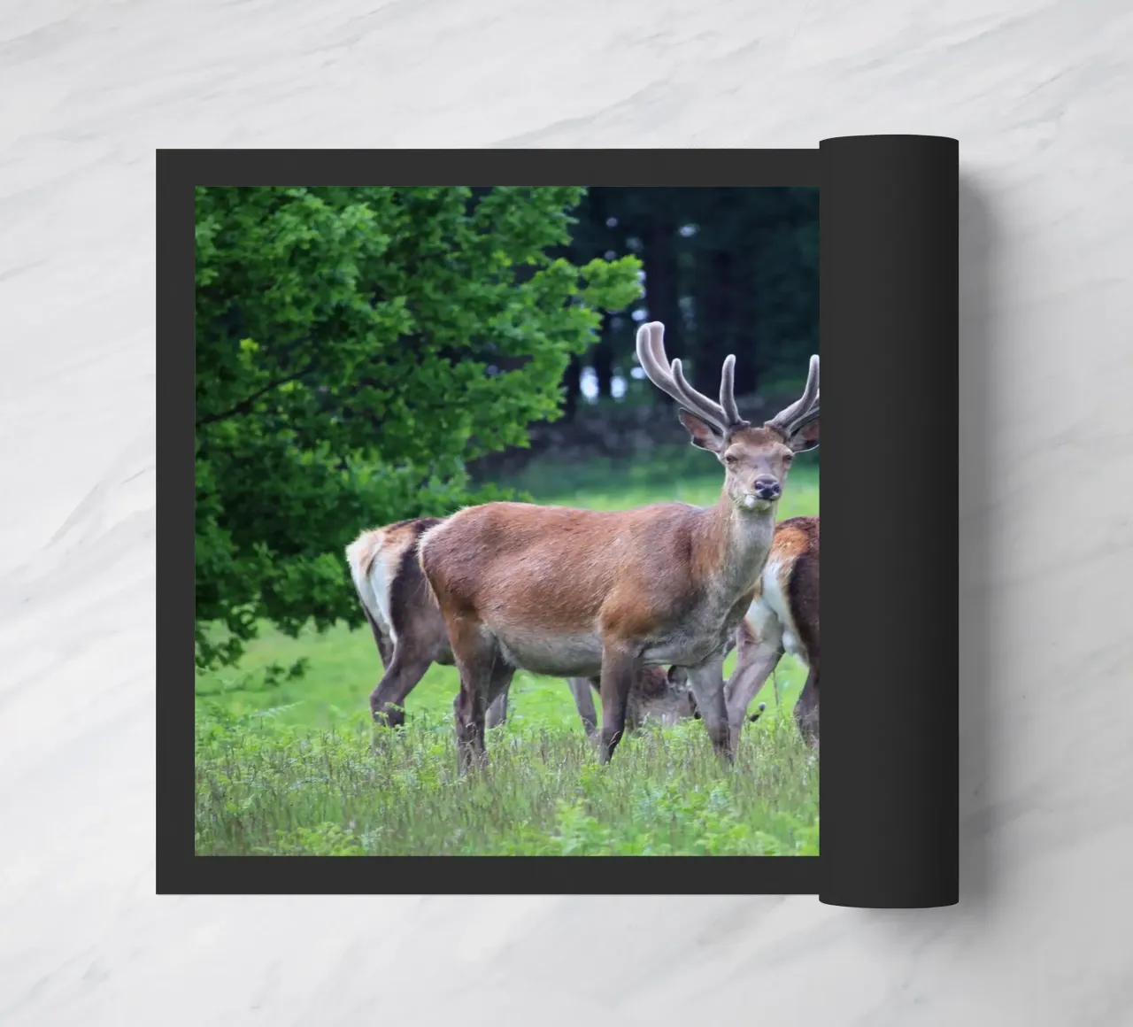 Cervi al pascolo in un prato zerbino da Jack C Photography