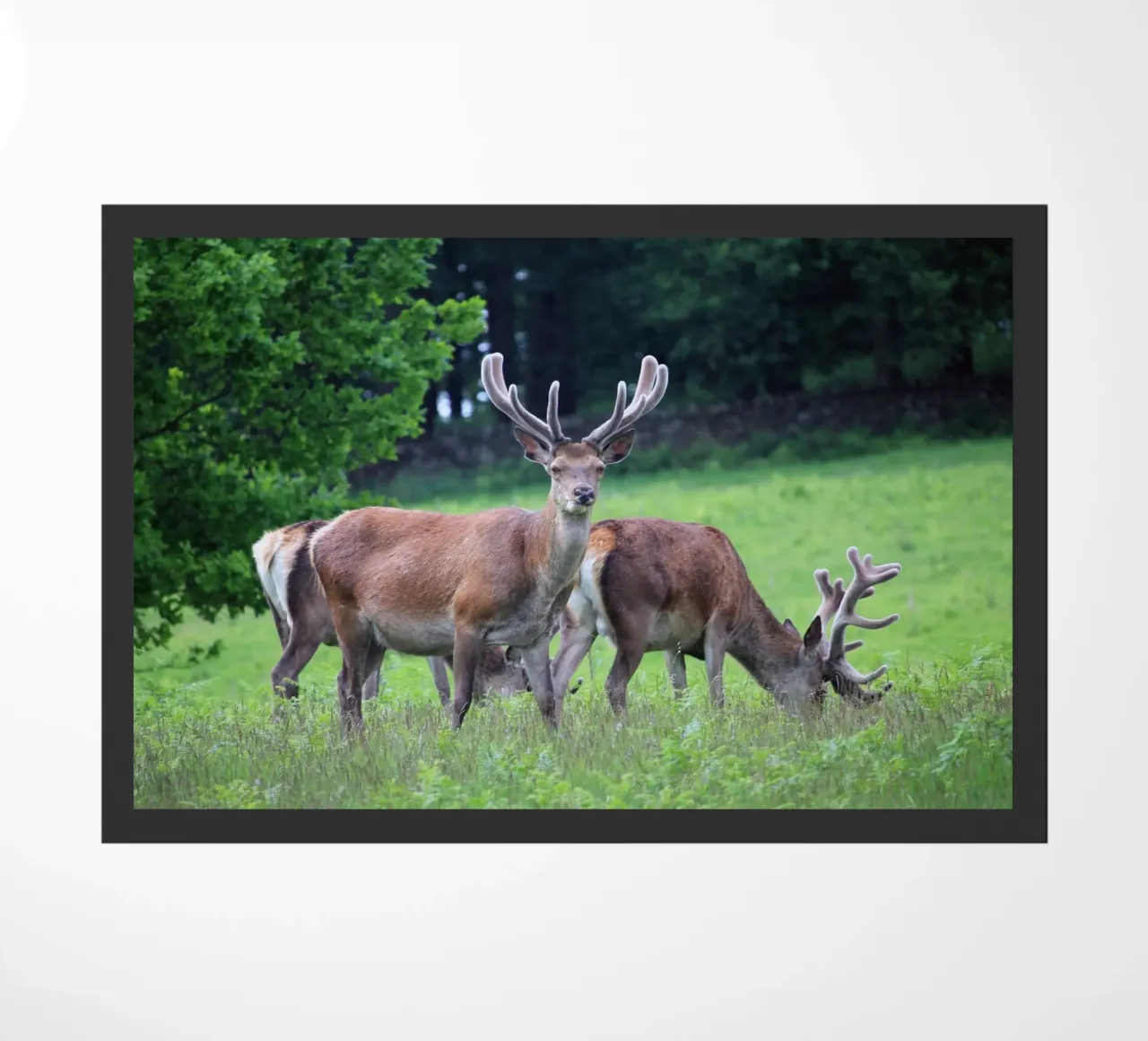 Cervi al pascolo in un prato zerbino da Jack C Photography