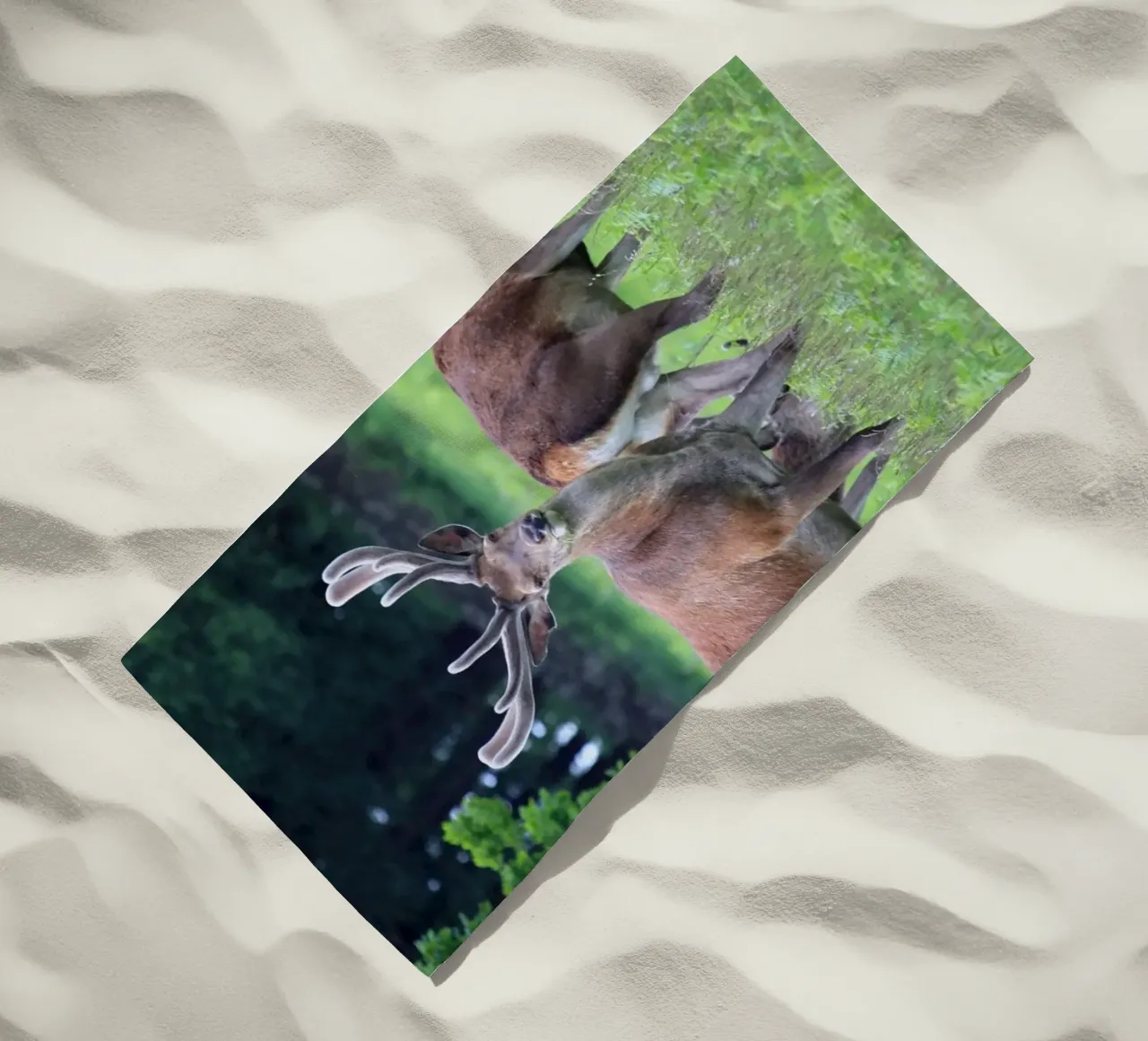 Cervi al pascolo in un prato telo mare da Jack C Photography