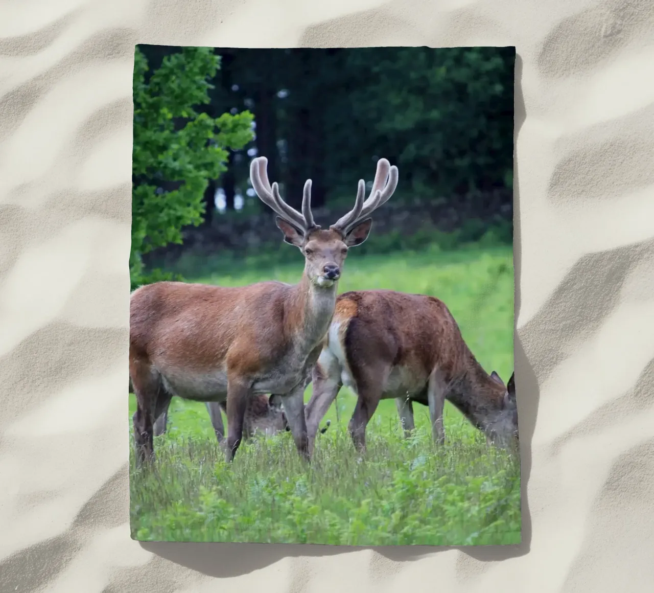 Cervi al pascolo in un prato telo mare da Jack C Photography