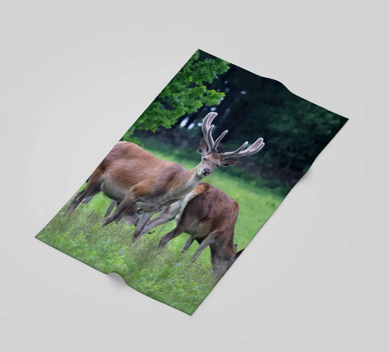 Cervi al pascolo in un prato telo mare da Jack C Photography