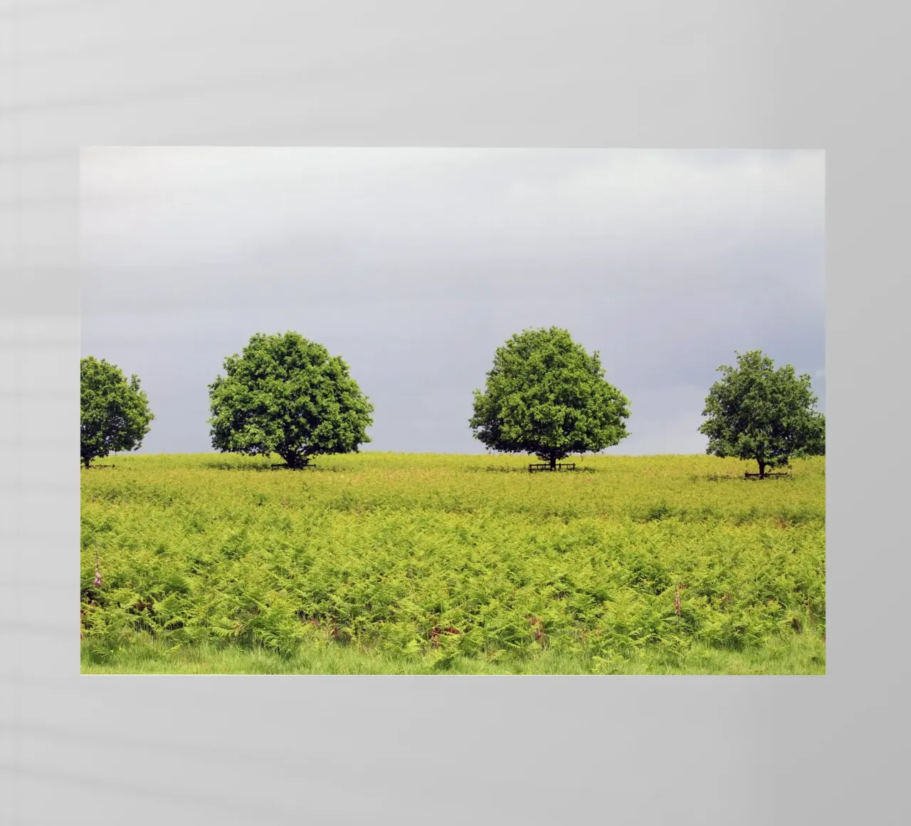 Alberi in un campo di felci sotto un cielo grigio pellicola backlit da Jack C Photography